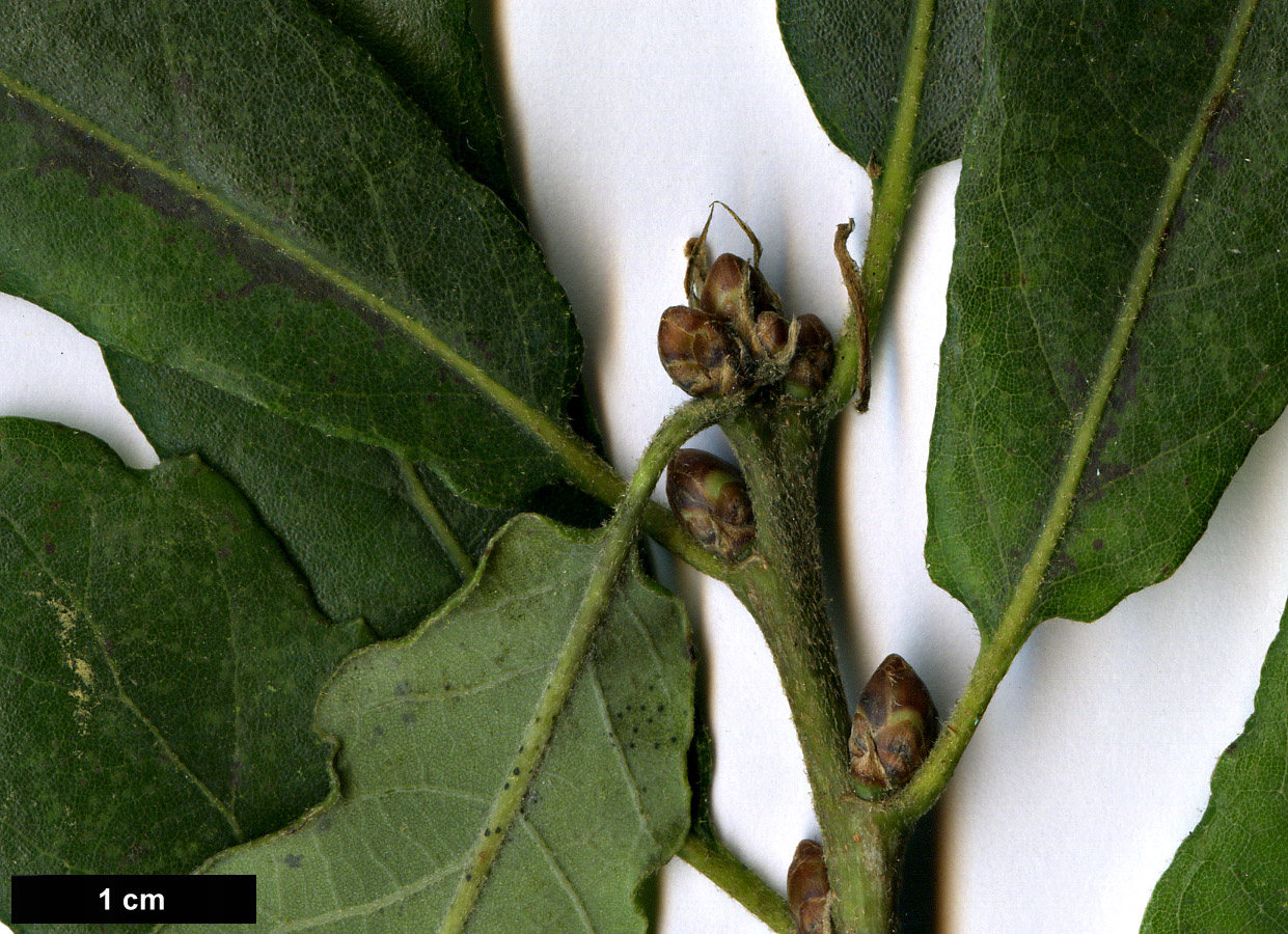 High resolution image: Family: Fagaceae - Genus: Quercus - Taxon: glabrescens × Q.robur